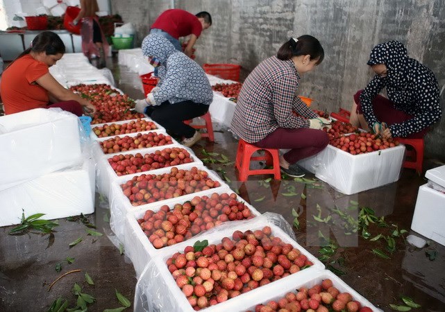 Vải thiều Việt Nam đã được xuất khẩu vào nhiều thị trường khó tính. (Ảnh: Vũ Sinh/TTXVN)