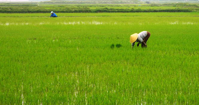    Người dân vùng Nam thị xã Ba Đồn yên tâm sản xuất sau dồn điền đổi thửa