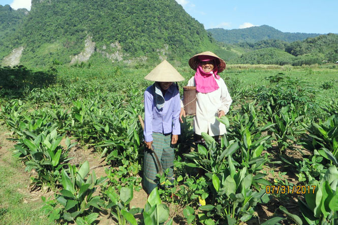  Mô hình chuyển đổi trồng khoai doong của bà con bản Khe Cát