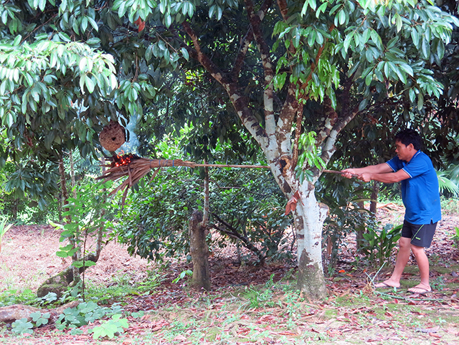 Người dân đang săn nhộng ong.