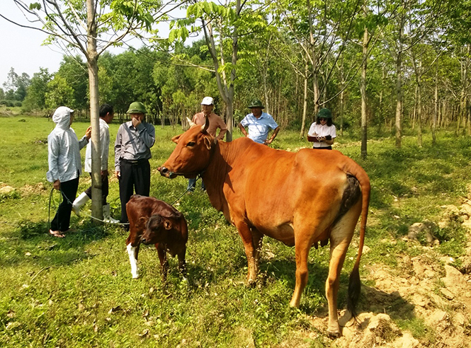  So với các giống bò khác, trọng lượng sơ sinh bê F1 BBB vượt trội hơn nhiều.