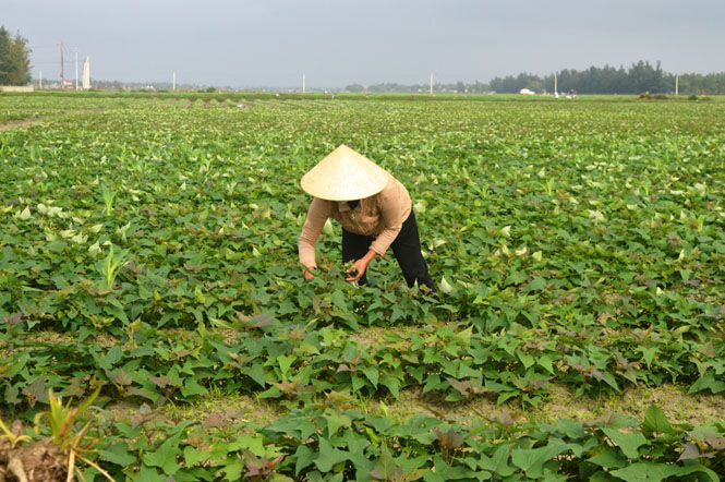 Mô hình nhằm chọn giống khoai có đặc điểm nổi trội để khuyến cáo nhân rộng mô hình ra vùng đất cát ven biển