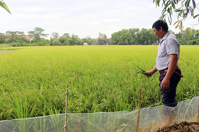 Lúa hè-thu của anh Phạm Văn Nhất ở thôn Tuy Lộc (xã Lộc Thủy) cho năng suất ước đạt từ 50 đến 55 tạ/ha.