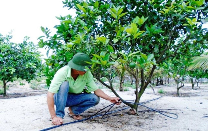 Mô hình tưới nước nhỏ giọt cho cây ăn quả.