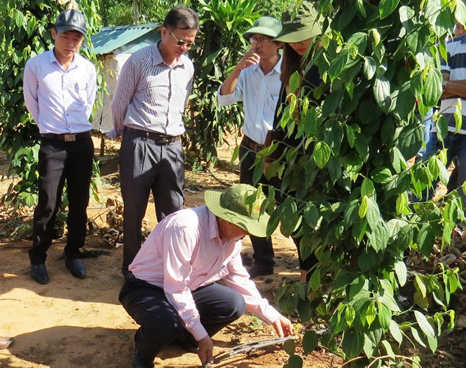 Mô hình tưới nước nhỏ giọt cho cây hồ tiêu ở thị trấn Nông trường Việt Trung.