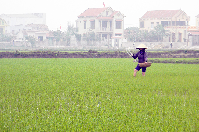 Người dân cần tuân thủ bón phân hợp lý, kịp thời để lúa sinh trưởng phát triển thuận lợi.