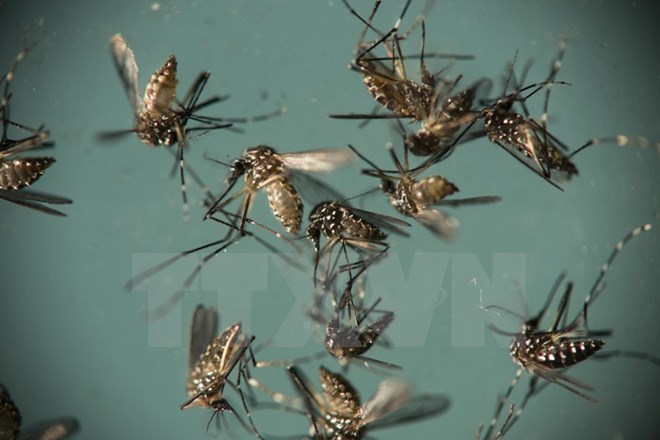 Muỗi Aedes Aegypti. (Ảnh: AFP/TTXVN)