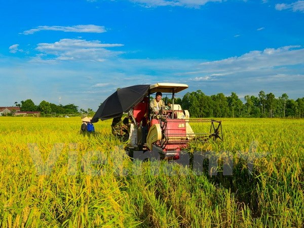 Ảnh chỉ có tính minh họa. (Ảnh: Lê Minh Sơn/Vietnam+)