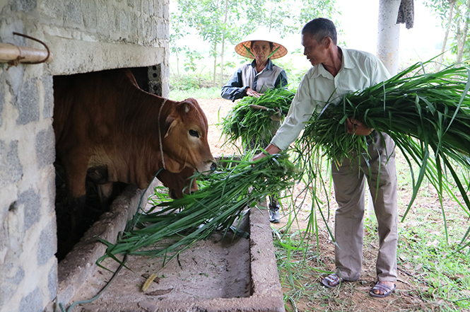 Tại huyện Bố Trạch, các đối tượng chính sách dễ dàng tiếp cận được nguồn vốn tín dụng ưu đãi của NHCSXH để mở rộng sản xuất, nâng cao đời sống kinh tế gia đình.