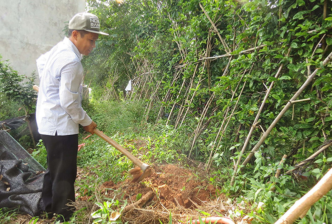 Thầy giáo-nông dân Võ Văn Hùng kiểm tra cây ba kích.