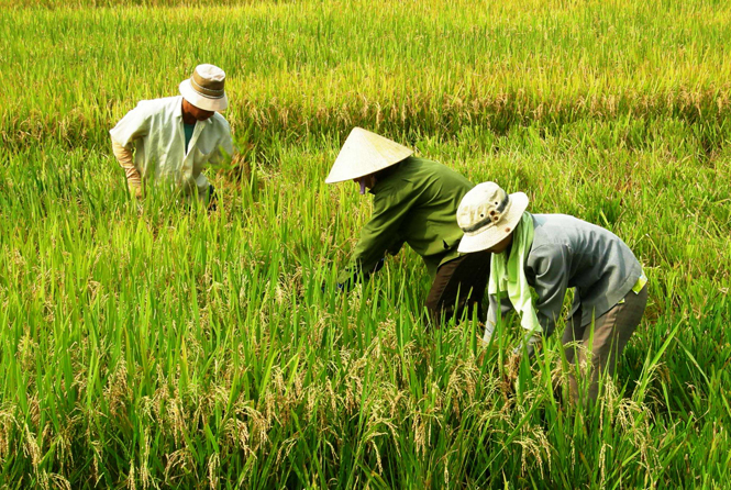     Bà con nông dân thị xã Ba Đồn thu hoạch lúa hè-thu  