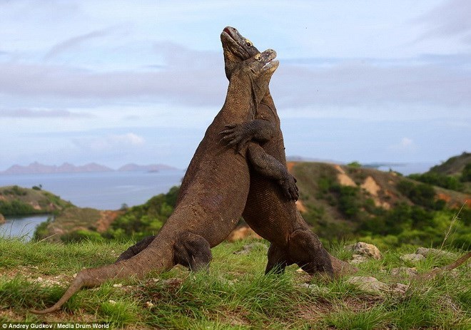  Hai con rồng Komodo. (Nguồn: Daily Mail)