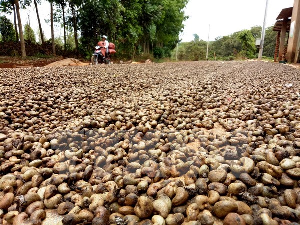 Bà con nông dân thu hoạch điều tại ấp Pa Bích, xã Tân Hưng, huyện Đồng Phú. (Ảnh: Dương Chí Tưởng/TTXVN)