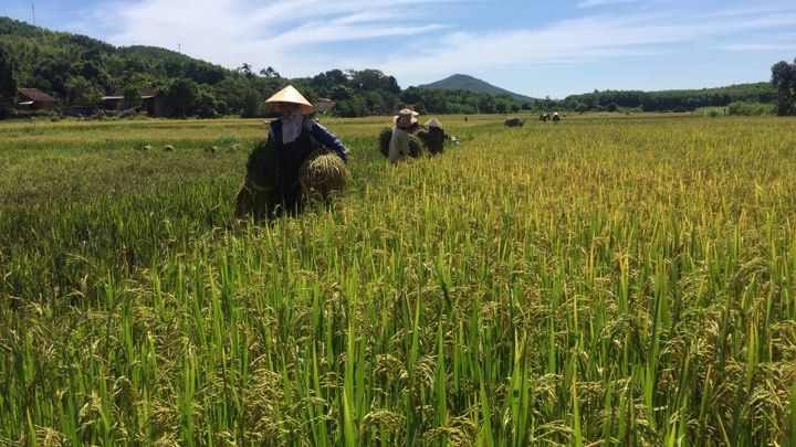   Nông dân Xuân Trạch thu hoạch lúa hè – thu