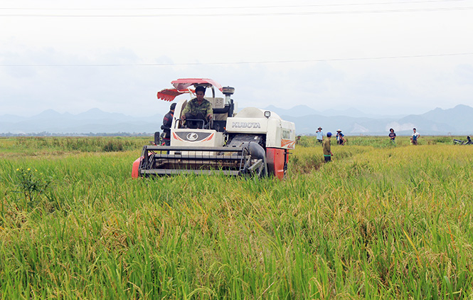  Những vụ mùa bội thu là “quả ngọt” cho người nông dân gắn bó với ruộng đồng.