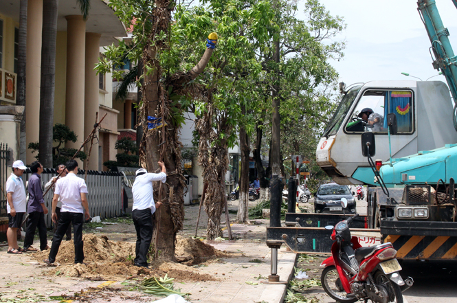 Tiến hành trồng lại những cây xanh đường phố loại II có khả năng phục hồi trên đường Trần Hưng Đạo