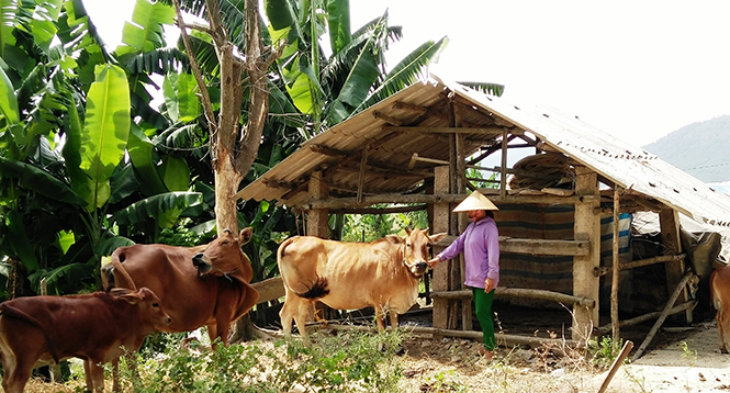 Với nguồn vốn vay từ NHCSXH, nhiều thanh niên TX. Ba Đồn đã đầu tư phát triển kinh tế, mang lại thu nhập cao.