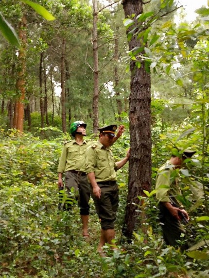 Bảo vệ rừng bền vững, ứng phó tốt hơn với những diễn biến ngày càng  bất thường của thời tiết.