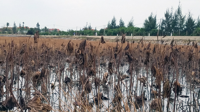 Nhiều hồ trồng sen của người dân phường Quảng Phúc bị nước mặn xâm nhập khiến toàn bộ sen chết khô.