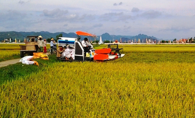    Bà con nông dân Ba Đồn cơ giới hoá trong thu hoạch lúa  