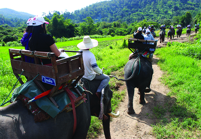 Khám phá Elephant Camp (Trại Voi) - điểm du lịch hấp dẫn ở Chiang Mai.