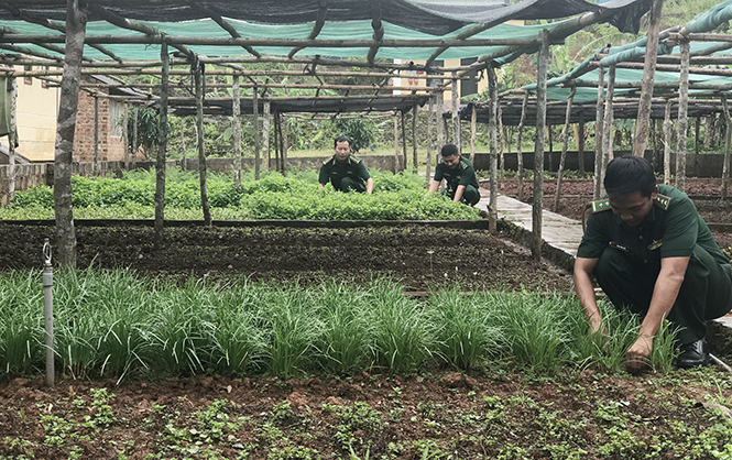 Đồn Biên phòng Cà Roòng tăng gia trồng trọt và chăn nuôi để nâng cao chất lượng bữa ăn cho cán bộ, chiến sỹ.