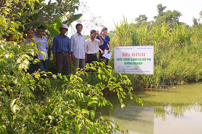 Mô hình thử nghiệm nuôi thâm canh cá rô phi đường nghiệp tại hộ ông Dương Trung Thanh, tổ dân phố 5, phường Bắc Lý đem lại hiệu quả kinh tế cao.