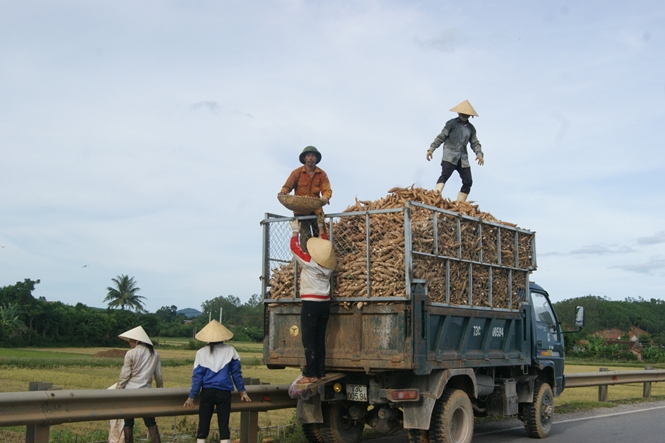 Cây sắn là nông sản thường xuyên đối mặt với điệp khúc “được mùa-mất giá”.