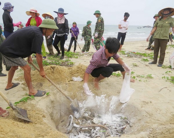 Ngư dân xã biển Đức Trạch (huyện Bố Trạch, Quảng Bình) cùng lực lượng biên phòng thu gom, chôn lấp cá chết dạt vào bờ. (Ảnh: Võ Dung/TTXVN)