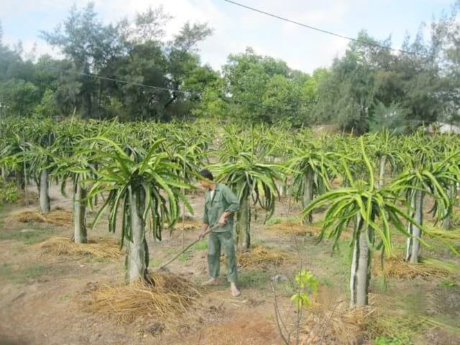 Các mô hình sản xuất trên địa bàn huyện Quảng Ninh góp phần giải quyết việc làm cho lao động địa phương.