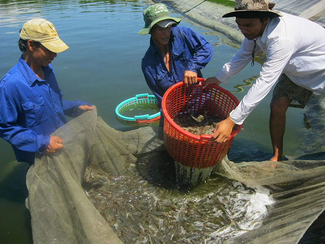 Thu hoạch tôm thẻ chân trắng ở xã Hải Ninh.