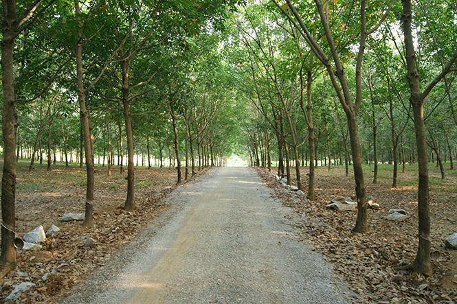 Ảnh minh họa.