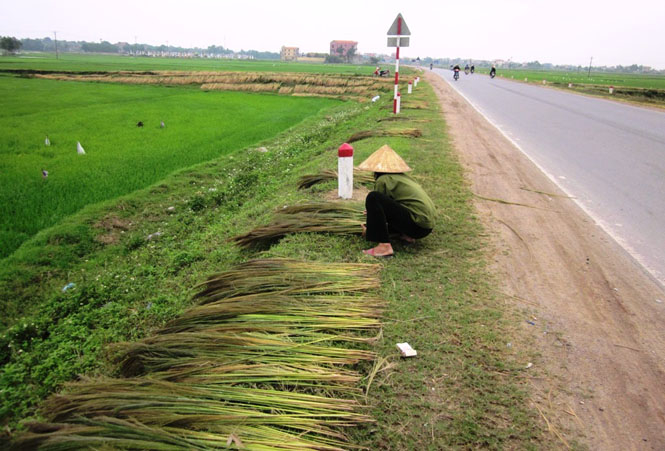 Mô hình trồng đót tạo ra hướng đi mới trong phát triển kinh tế của bà con vùng cao.