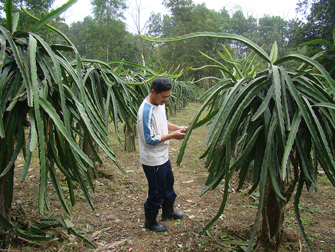 Nhiều hộ nông dân mạnh dạn đưa cây thanh long vào trồng trên đất gò đồi. Ảnh: A.T