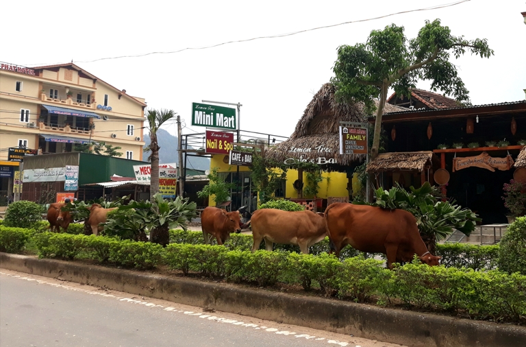 Trâu bò được “chăn thả” tại các bồn hoa, cây cảnh ở Phong Nha – Kẻ Bàng