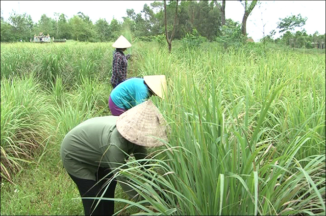 Thu hoạch cây sả chanh nấu tinh dầu ở xã Dương Thủy. Ảnh: Đình Hoàng