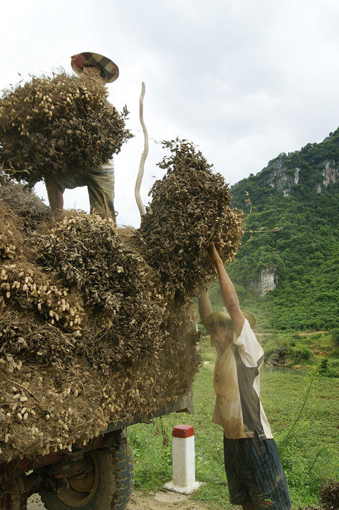 Nông dân thu hoạch lạc. Ảnh:Minh Văn