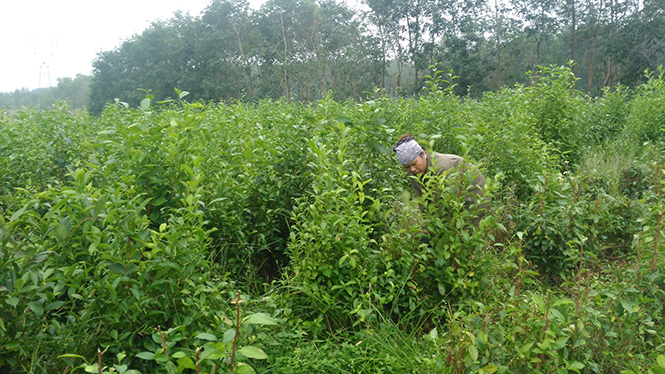 Chị Nga đang cắt chè cung cấp cho các đầu mối.