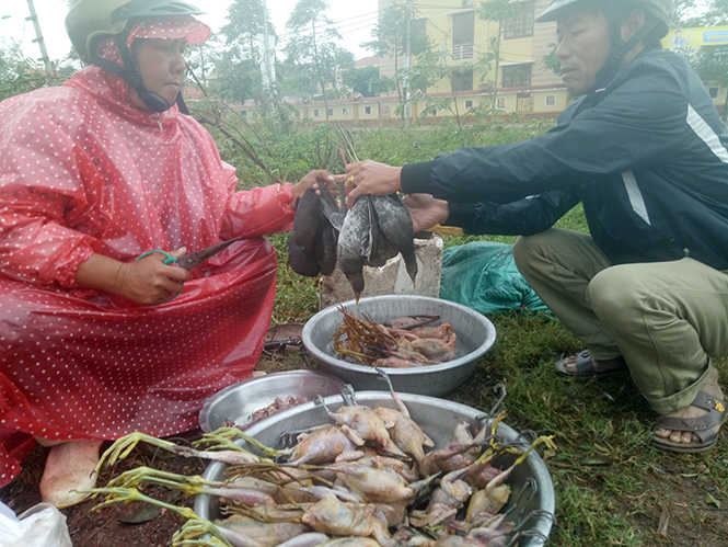 Rất nhiều các loại chim trời được bày bán trên địa bàn TP. Đồng Hới.