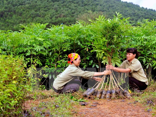 Chuẩn bị cây giống cung cấp ra thị trường. (Ảnh: Quang Quyết/TTXVN)