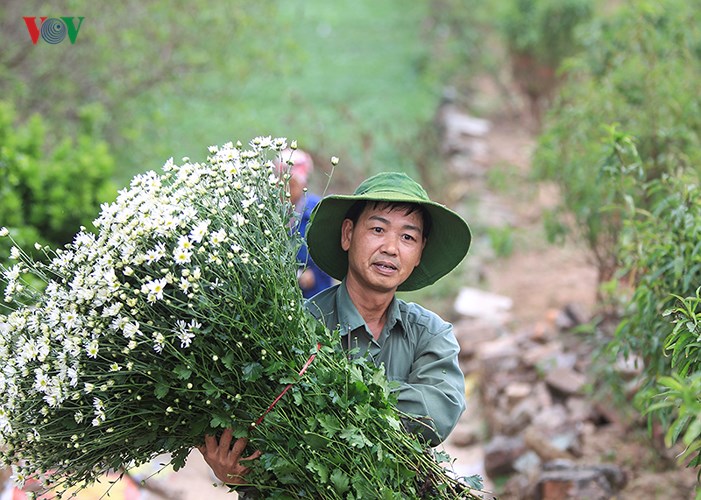  Cúc họa mi được bán với giá từ 30 – 50.000 đồng một bó nhỏ mang lại thu nhập khá cho người dân.