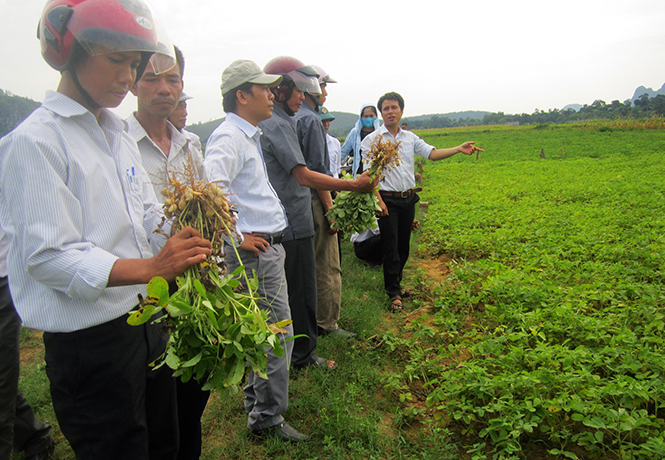 Cây lạc mang lại thu nhập cao cho người dân xã Phúc Trạch.