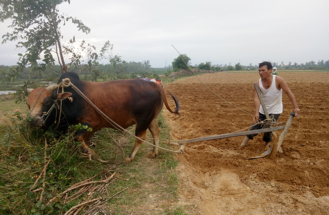  Không chỉ nhiệt tình trong công tác hội, ông Huân còn chăm lo phát triển kinh tế gia đình và giúp đỡ những người cùng cảnh ngộ.