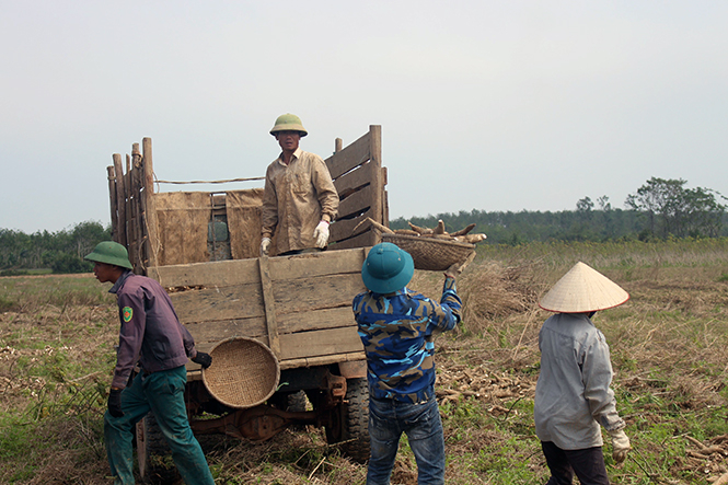 Nông dân thôn Đông Thành (xã Nam Trạch) thu hoạch những diện tích sắn cuối cùng.