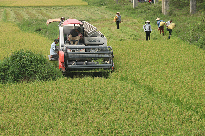 Xã Tiến Hóa (Tuyên Hóa) đẩy mạnh đưa cơ giới hoá vào sản xuất nông nghiệp để gia tăng hiệu quả sản xuất.