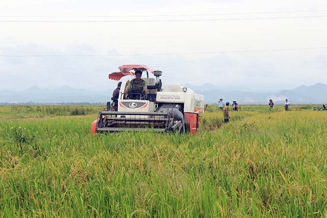 Tỉnh ta thực hiện chuyển đổi 2.500ha lúa kém hiệu quả sang cây trồng khác phù hợp.