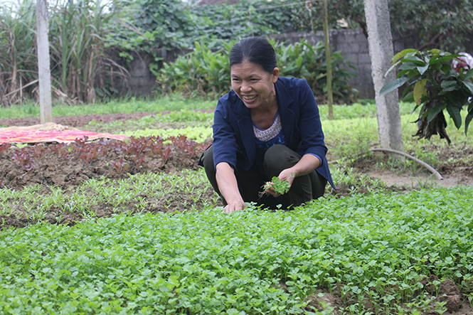 Người dân thôn Hiển Lộc tỉa dặm rau thơm.