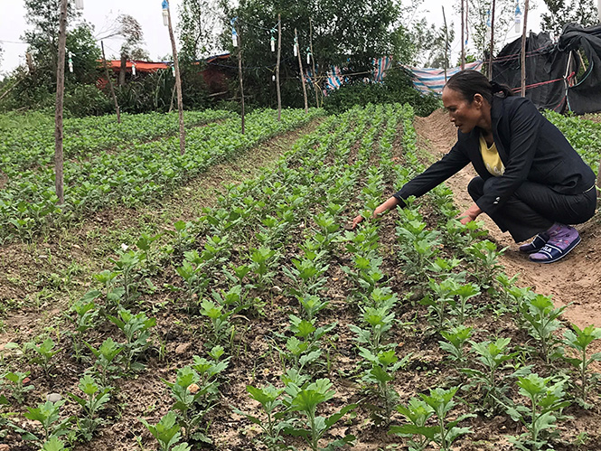 Sau 10 năm nỗ lực phát triển kinh tế, gia đình chị Nguyễn Thị Lành đã thoát nghèo và có thu nhập ổn định.