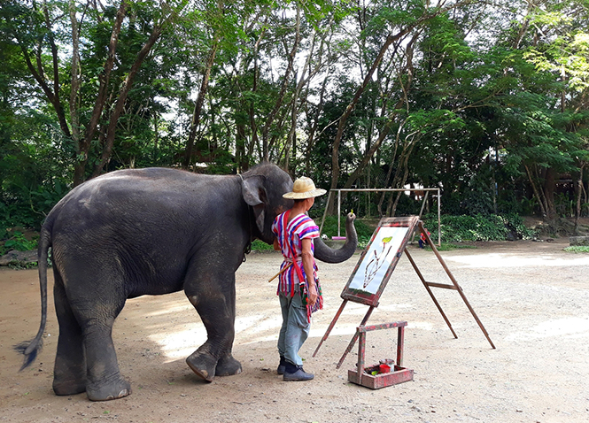  Voi vẽ tranh tại trại Maese.