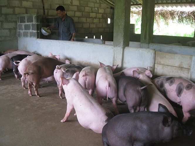 Nguồn vốn vay của Ngân hàng Nông nghiệp và Phát triển nông thôn đã giúp nhiều hộ dân Minh Hóa phát triển chăn nuôi.